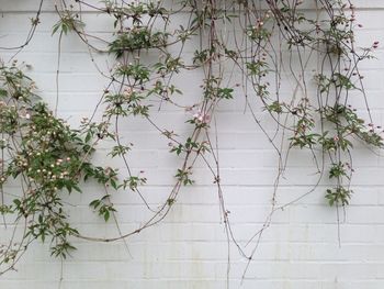 Creepers growing on white brick wall