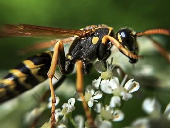 Close-up of insect on flower