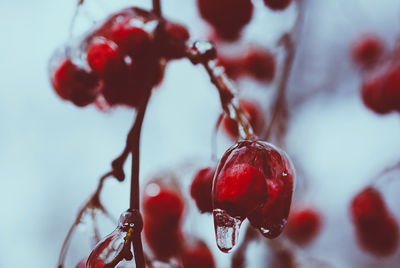 Close-up of strawberry hanging on plant