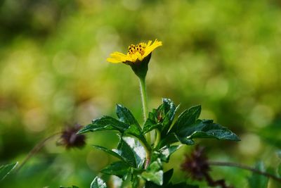 Close-up of yellow flowering plant