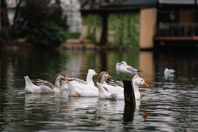 Swans swimming in lake