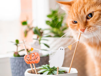 Ginger cat sniffs flower pots with handmade halloween decoration . painted ghost and pumpkin.