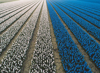 Full frame shot of flowers blooming on field