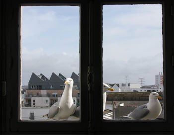 View of birds against sky seen through window