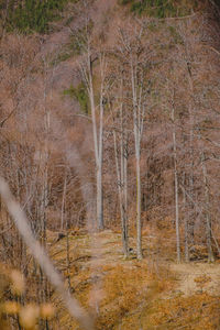 View of trees on landscape