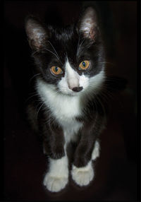 Close-up portrait of cat