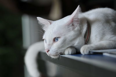 Close-up of cat looking away