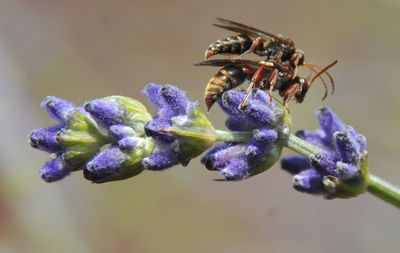 Close-up of bee pollinating on purple flower