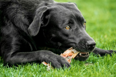 Black dog lying on grass