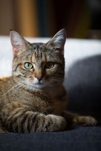 Close-up portrait of tabby