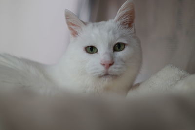 Close-up portrait of a cat