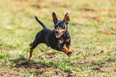 Dog running straight on camera and chasing coursing lure on green field