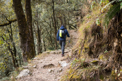 Rear view of man walking in forest
