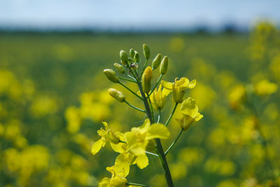 Close-up of yellow flowering plant