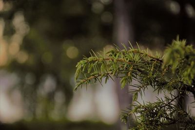 Close-up of fresh green plant