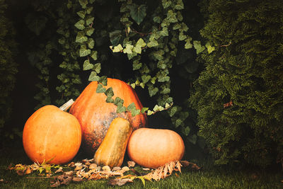 Close-up of pumpkins on field