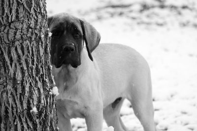 Close-up portrait of dog on tree