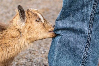 Side view of a goat