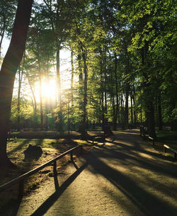 Sun shining through trees