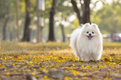 White dog running on field