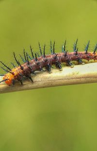 Close-up of insect