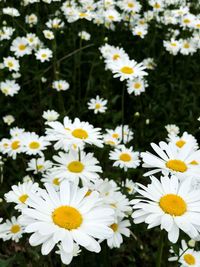 Close-up of white daisy flowers