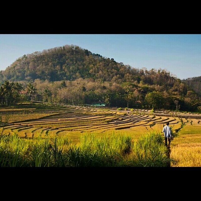 transfer print, mountain, landscape, leisure activity, lifestyles, sky, tranquility, scenics, tranquil scene, grass, beauty in nature, tree, nature, men, field, auto post production filter, clear sky, standing