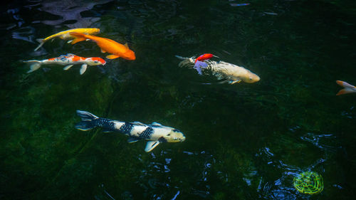 Fish swimming in sea