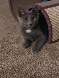 High angle portrait of cat relaxing on carpet