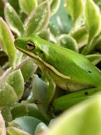 Close-up of green lizard