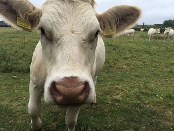 Portrait of cows on grassy field