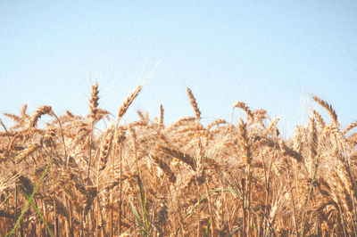 Close-up of wheat plants on field against sky