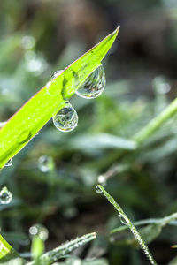 Close-up of water drops on plant