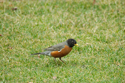 Robin looking for food