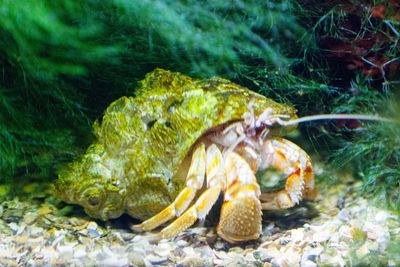 Close-up of turtle in sea