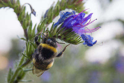 Close-up of bee pollinating on purple flower