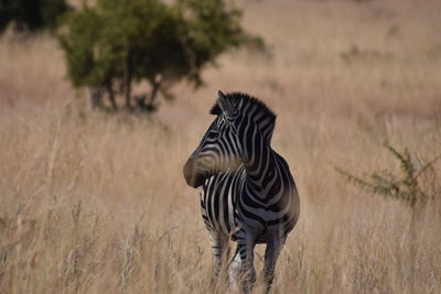 Zebra standing on field