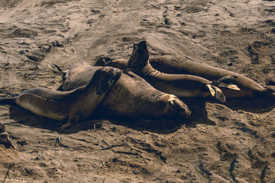 View of crab on sand