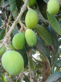 Low angle view of fruits on tree