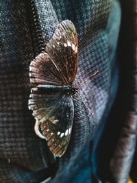 Close-up of butterfly