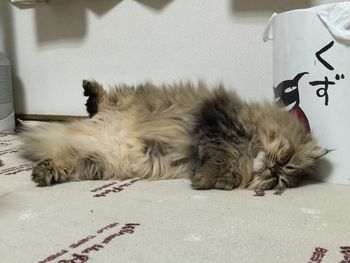 Portrait of cat resting on tiled floor