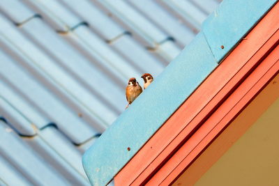 Low angle view of a bird on roof