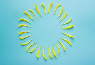 High angle view of plant against white background