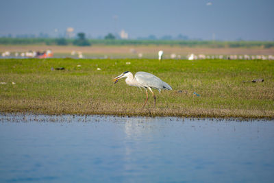 Birds on a field