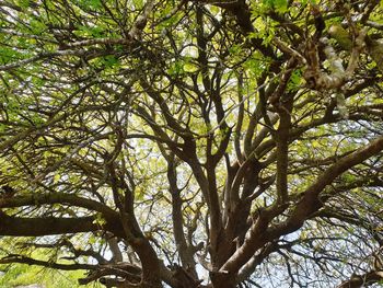 Low angle view of trees in forest