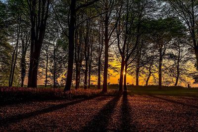 Trees on field against sky during sunset