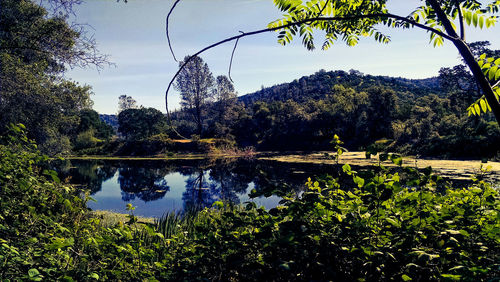 Reflection of trees in lake