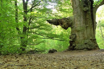 Trees in forest