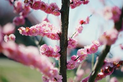 Close-up of pink flowers on branch