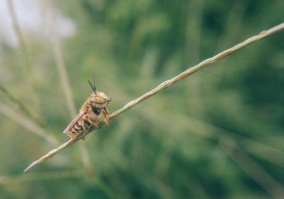 Close-up of insect on leaf